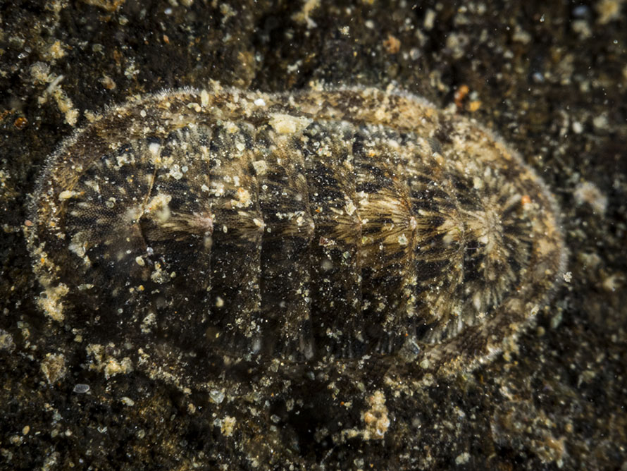 Ischnochiton caliginosus
